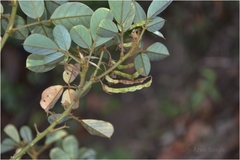 Desmodium ferrugineum